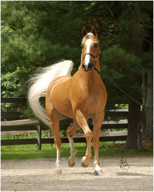 Photo de chevaux palomino best sale